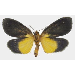/filer/webapps/moths/media/images/V/viridis_Carpostalagma_AF_Basquin_01b.jpg