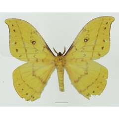 /filer/webapps/moths/media/images/S/septentrionalis_Tagoropsis_AM_Basquina.jpg