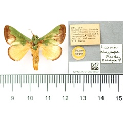 /filer/webapps/moths/media/images/C/chrysopa_Latoia_PT_BMNH.jpg