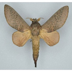 /filer/webapps/moths/media/images/M/meloui_Pallastica_AM_Ihle.jpg