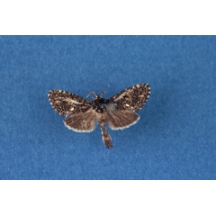 /filer/webapps/moths/media/images/S/sommerlattei_Ortharbela_PTM_BMNH.jpg