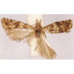 /filer/webapps/moths/media/images/C/chlorocrossa_Cnephasia_LT_SAMC.jpg