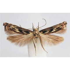 /filer/webapps/moths/media/images/S/striella_Polyhymno_HT_BMNH.jpg