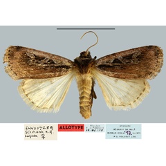 /filer/webapps/moths/media/images/S/scipioni_Euxootera_AT_MNHN.jpg
