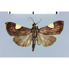 /filer/webapps/moths/media/images/M/macilentalis_Ulopeza_HT_MNHN.jpg