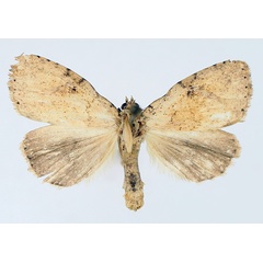 /filer/webapps/moths/media/images/P/patagiata_Geniascota_AM_TMSA_04.jpg
