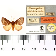 /filer/webapps/moths/media/images/M/metallica_Prosternidia_PLT_BMNH.jpg