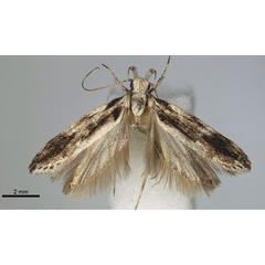 /filer/webapps/moths/media/images/R/rukinga_Tricerophora_PT_BMNH.jpg