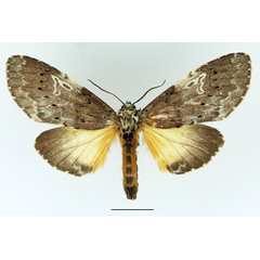 /filer/webapps/moths/media/images/L/leuconephra_Amphiphalera_AF_Basquin_01.jpg