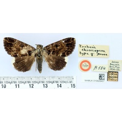 /filer/webapps/moths/media/images/C/chionopera_Ercheia_HT_BMNH.jpg