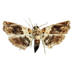/filer/webapps/moths/media/images/A/aspidophoralis_Melouia_PTF_BMNH_02.jpg
