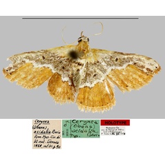 /filer/webapps/moths/media/images/A/acidalia_Cerynea_HT_MNHN.jpg
