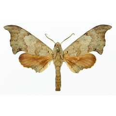 /filer/webapps/moths/media/images/M/margo_Polyptychus_AM_Basquin_01.jpg