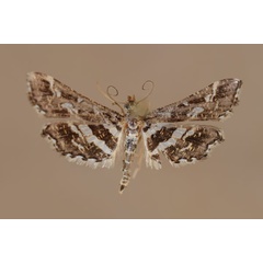 /filer/webapps/moths/media/images/R/ramburialis_Diasemiopsis_A_Butler.jpg