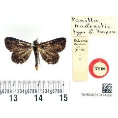 /filer/webapps/moths/media/images/H/hadrastis_Panilla_HT_BMNH.jpg
