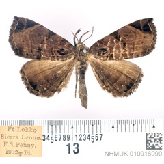 /filer/webapps/moths/media/images/G/gabunalis_Caryonopera_AF_BMNH.jpg