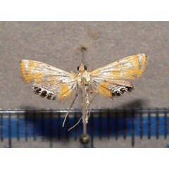 /filer/webapps/moths/media/images/T/tripunctalis_Eoophila_A_Goffa_01.JPG