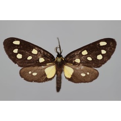 /filer/webapps/moths/media/images/K/kefersteinii_Tritonaclia_A_BMNH.jpg