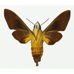 /filer/webapps/moths/media/images/W/westermannii_Atemnora_AF_Basquinb.jpg