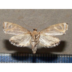 /filer/webapps/moths/media/images/P/perirrorata_Nymphicula_A_Goffb_01.jpg