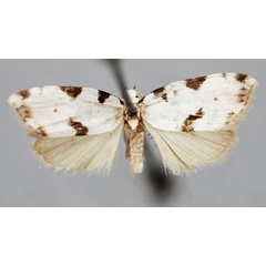/filer/webapps/moths/media/images/V/virginalis_Viettesia_A_BMNH.jpg