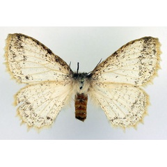 /filer/webapps/moths/media/images/P/pseudatomaria_Phiala_AF_Basquin.jpg