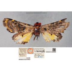 /filer/webapps/moths/media/images/M/minuscula_Daphaenura_HT_BMNH.jpg