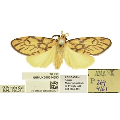 /filer/webapps/moths/media/images/M/mbeghai_Tumicla_PTM_BMNH.jpg