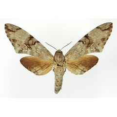 /filer/webapps/moths/media/images/B/buchholzi_Macropoliana_AF_Basquin.jpg