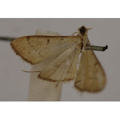 /filer/webapps/moths/media/images/P/panaeusalis_Bradina_HT_BMNH.jpg
