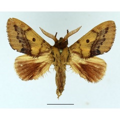 /filer/webapps/moths/media/images/T/toulgoeti_Phoenicladocera_AM_Basquin_01.jpg