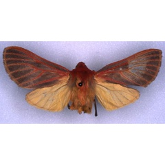 /filer/webapps/moths/media/images/V/venustissima_Metarctia_HT_RMCA_03.jpg