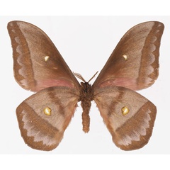 /filer/webapps/moths/media/images/A/anthinoides_Gonimbrasia_AM_Basquinb.jpg