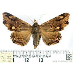 /filer/webapps/moths/media/images/A/alope_Lacera_AF_BMNH_01.jpg