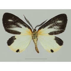 /filer/webapps/moths/media/images/T/tanyeces_Terina_AM_Basquina.jpg