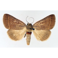 /filer/webapps/moths/media/images/O/ovaliplaga_Plecoptera_AM_TMSA_02.jpg