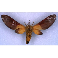 /filer/webapps/moths/media/images/H/haematochrysia_Bergeria_PT_RMCA_02.jpg