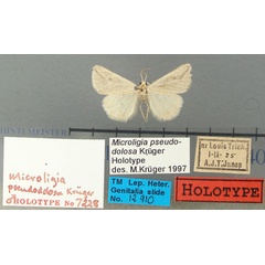 /filer/webapps/moths/media/images/P/pseudodolosa_Microligia_HT_TMSA.jpg
