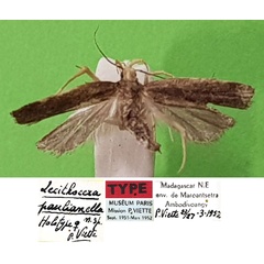 /filer/webapps/moths/media/images/P/paulianella_Lecithocera_HT_MNHN.jpg