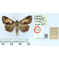 /filer/webapps/moths/media/images/C/cinereotincta_Ercheia_HT_BMNH.jpg