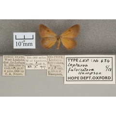 /filer/webapps/moths/media/images/F/fulvicolora_Leptaroa_STM_OUMNH_02.jpg