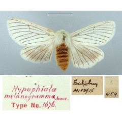 /filer/webapps/moths/media/images/M/melanogramma_Hypophiala_HT_TMSA.jpg