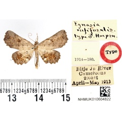 /filer/webapps/moths/media/images/R/rufifusalis_Egnasia_HT_BMNH.jpg