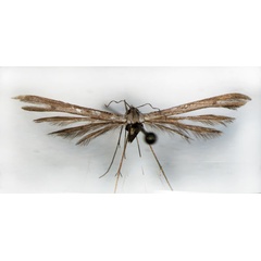 /filer/webapps/moths/media/images/N/natalensis_Stenoptilia_HT_BMNH.jpg