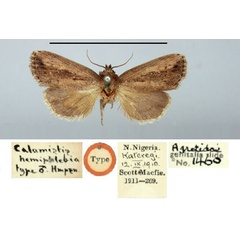 /filer/webapps/moths/media/images/H/hemiphlebia_Busseola_HT_BMNH.jpg