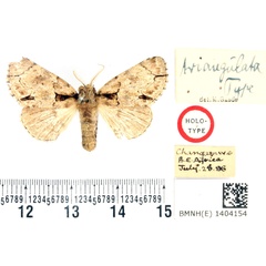 /filer/webapps/moths/media/images/T/triangulata_Pteronycta_HT_BMNH.jpg