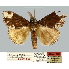 /filer/webapps/moths/media/images/C/candida_Gallienica_HT_MNHN.jpg