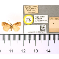 /filer/webapps/moths/media/images/O/obliquilinea_Macroplectra_PT_BMNH.jpg