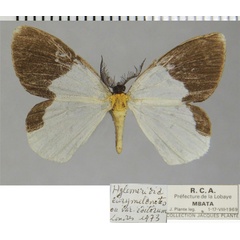 /filer/webapps/moths/media/images/E/eurymelanotes_Hylemeridia_AM_ZSM.jpg