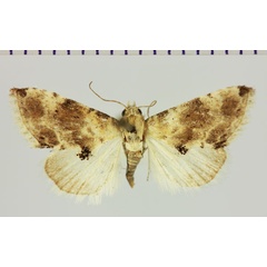 /filer/webapps/moths/media/images/P/pennula_Eublemma_AM_MNHN.jpg